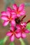 Pink Plumeria Flowers