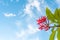 Pink plumeria flowers with blue sky naturally beautiful