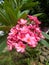 Pink Plumeria Flowers, frangipani