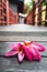 Pink plumeria flowers on wood texture