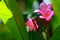 Pink Plumeria And Leaves