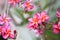 Pink plumeria on the plumeria tree, frangipani tropical flowers