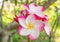 Pink plumeria on the plumeria tree in garden, frangipani tropical flowers