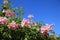 Pink Podranea Ricasoliana plant in the garden