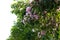Pink podranea ricasoliana sparague Queen of sheba-vine flower