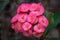 Pink Poi Sian flowers