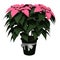 Pink Poinsettia.