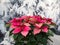 Pink Poinsettia