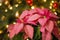 Pink Poinsettia flower, Christmas Star