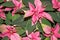Pink poinsettia flower Euphorbia pulcherrima, or Christmas Star, closeup, top view