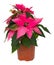 Pink poinsettia flower in pot