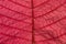 Pink Poinsettia Leaf Texture Background Pattern