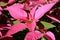 Pink Poinsettia, traditional Christmas pot plants, close up