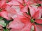 Pink poinsettias