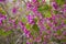 Pink polygala myrtifolia flowers