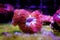 Pink Polyps of Blastomussa Meletti LPS coral on frag plug