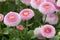 Pink Pom Pom Daisies Bellis perennis