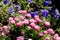 Pink pompon like Common daisy or Bellis perennis herbaceous perennial plants planted with dark blue Wild pansy or Viola tricolor