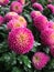 Pink pompons chrysanthemum