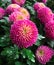 Pink pompons chrysanthemum