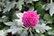 Pink pompons Chrysanthemum in the garden