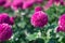 Pink pompons Chrysanthemum in the garden