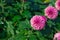 Pink pompons Chrysanthemum in the garden