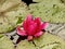 Pink pond lily with raindrops