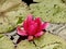 Pink pond lily on the water