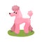 Pink poodle dog, purebred pet animal standing on green grass colorful Illustration