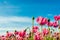 Pink poppies against a bright blue sky from close