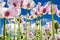 Pink Poppies Flowers in a Field WIth Blue Sky and White Clouds