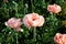 Pink poppies. Garden flower bud. Poppy closeup. From this grade get igridient for baking - seeds. Summer flowers in the flowerbed