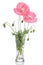 Pink poppies in glass vase