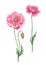 Pink poppies, watercolor drawing on white background, isolated