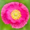 Pink Poppy blossom, closeup of a papaver flower