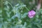 Pink poppy in the field