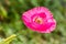 Pink poppy flower