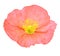 Pink poppy flower