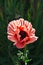 Pink poppy flower blooming