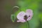 Pink poppy flower and buds, Papaver dubium, green grass background, nature outdoors, meadow with wild flowers close-up