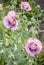 A pink poppy flower with a few bees inside