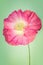 Pink poppy flower on light vintage background