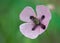 Pink poppy flower, Papaver dubium, green grass background, nature outdoors, meadow with wild flowers close-up