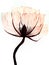 Pink poppy flower, transparent petals of delicate watercolor technique on a white background. Isolated