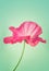 Pink poppy flower on vintage background