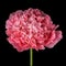 Pink poppy isolated