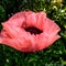 Pink poppy large