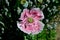 Pink poppy peony - fringed - pompom - bread seed poppy