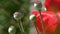 Pink poppy. Poppy buds. White,red poppy on a green background. Close-up of poppies on a sunny day.